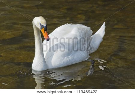 White swan on the water. Most large water bird with a long neck and a well-developed the flying muscles.