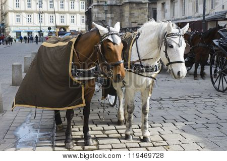 Horses in harness. Blinders saddle bridle and other attributes on horseback. Sport Horse Riding. Karetnaya team.
