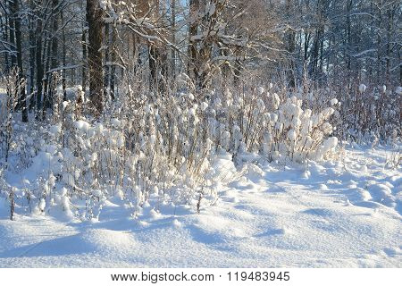 Winter Landscape With Trees.