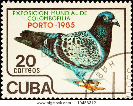 Pigeon On Postage Stamp