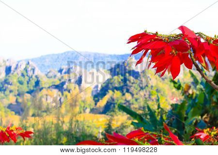 Suan Hin Pha Ngam mountain Loei Thailand
