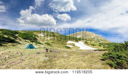 Tent Among Crocuses On Background Of Mountain Range And Sky