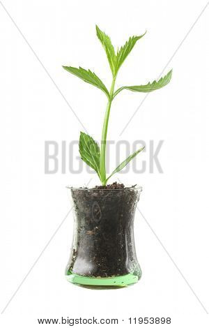 Plante i glas kop