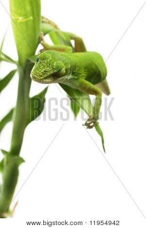 Anole lisko