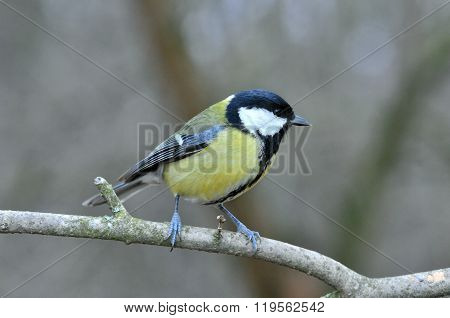 Great Tit sitting on a branch.