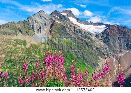 Swiss Apls With Wild Pink Flowers