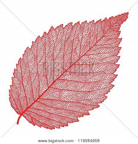Vector Skeletonized Leaf