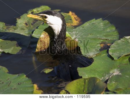 Wenig Zweifarben-Kormoran