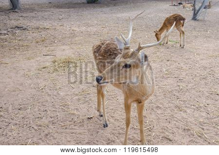 Chital Or Cheetal Deer (axis Axis)
