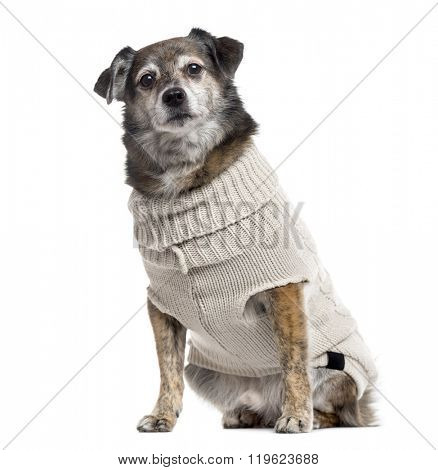 Crossbreed dog dressed and looking at the camera, isolated on white (10 years old)