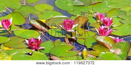 Pink Flowers Of Water Lilies In A Pond