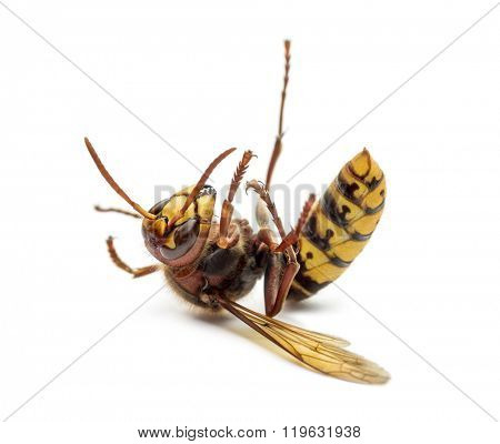 Dying Hornet on its back, isolated on white
