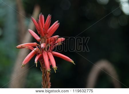 Erythrina Americana Miller, Colorín, Mexican Colorín
