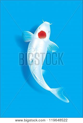 Koi carp on blue
