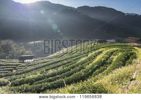 barrack in tea field when sunlight in deep valley