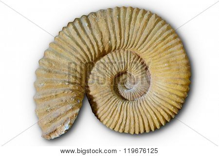 Ammonites fossil in Valencian Community of spain