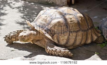 Close Up Of Tortoise