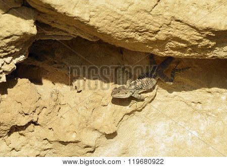 Starred Agama
