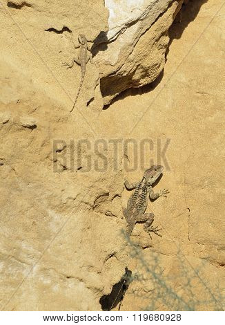 Starred Agama