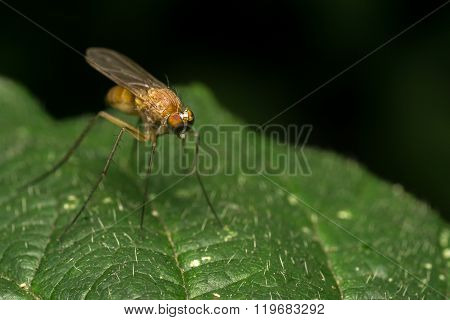 Macro photo of a fly, Insect