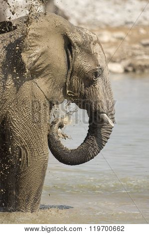 Elephant at the Okaukuejo water hole in Etosha National Park.