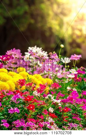Flowers in the garden.