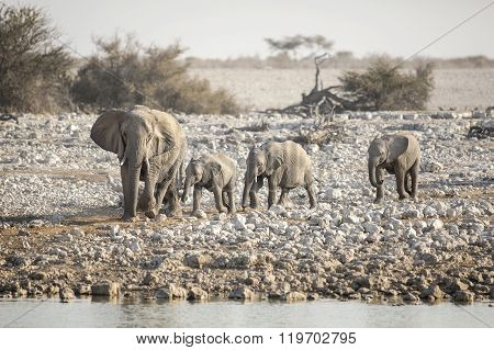 Elephant at a water hole in Etosha National Park
** Note: Visible grain at 100%, best at smaller sizes