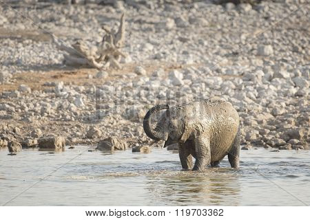 Elephant at a water hole in Etosha National Park