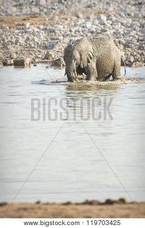 Elephant at a water hole in Etosha National Park