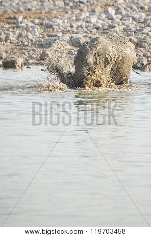 Elephant at a water hole in Etosha National Park