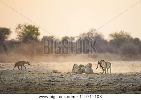 Lions make the most of an early morning kill in Etosha National Park.