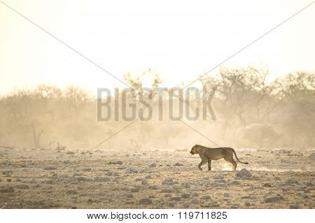 Young male lion walks through the bush veld
** Note: Visible grain at 100%, best at smaller sizes