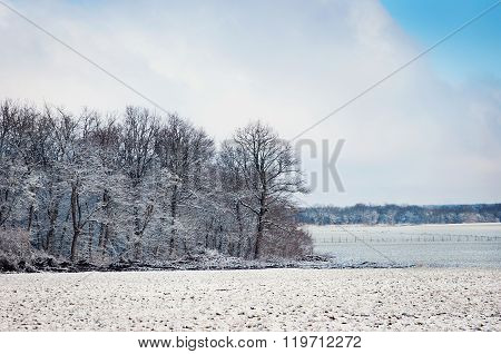 Winter Forest Covered By Snow