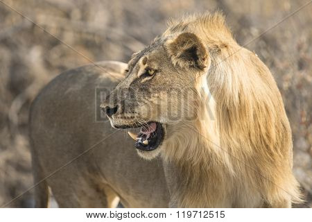 Young male lion walks through the bush veld