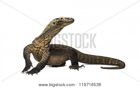 Komodo Dragon looking away with leg up, isolated on white (4 years old)