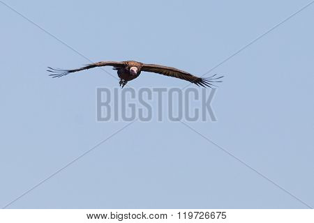 Vulture flying through a clear sky in Zimbabwe.