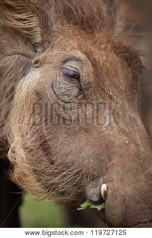 Warthog grazes on fresh green grass in a National Park.