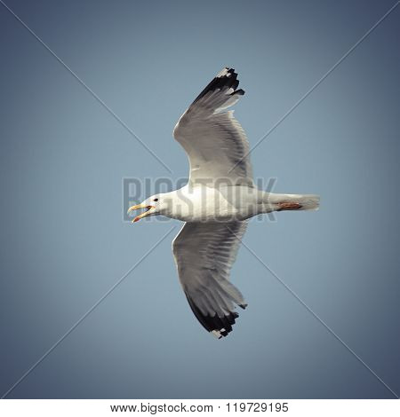 Flying Caspian Gull