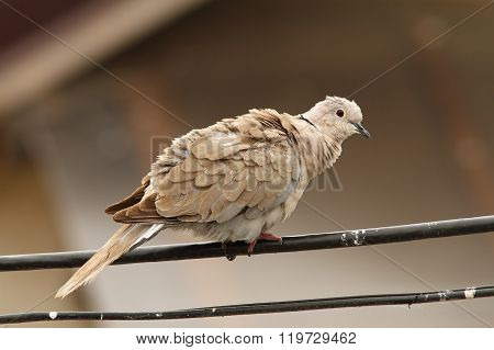 Turtledove On Electric Wire