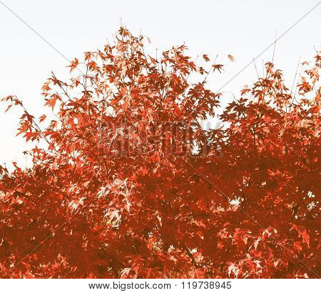 Retro Looking Maple Leaves