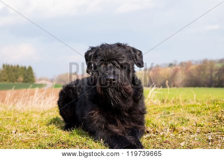 Giant / Riesenschnauzer