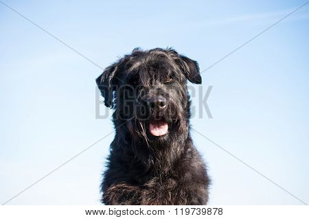 Giant / Riesenschnauzer