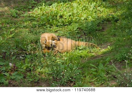 Raccoon Nasuella Olivacea