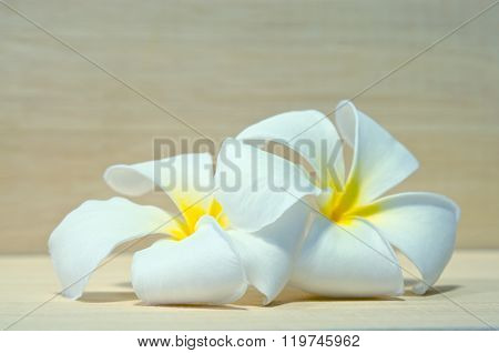 White Plumeria Flower On Wooden Board Background