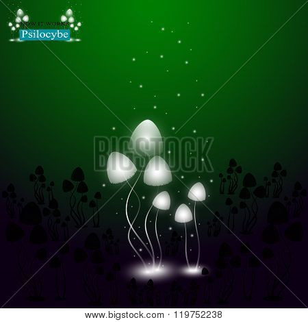 Hallucinogenic Mushrooms Psilocybe 3