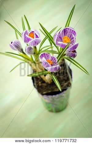 Bouquet Of Spring Purple Crocus