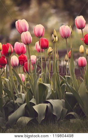 Tulip flower for the holiday