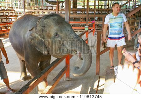 Elephant Show In Thailand.