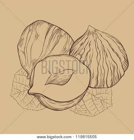 Hazelnut vector isolated on vintage background
