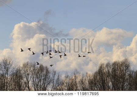 ducks on the background of large clouds spring migration